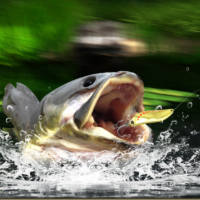 Backwater Fishing